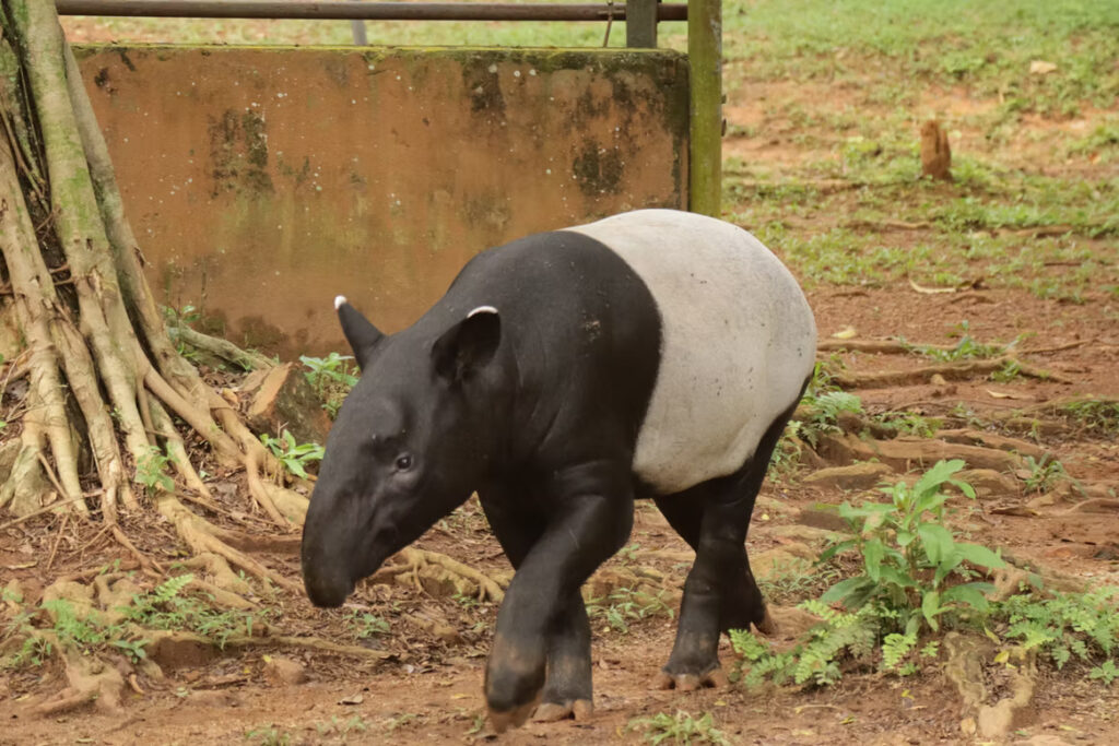 Melaka Zoo